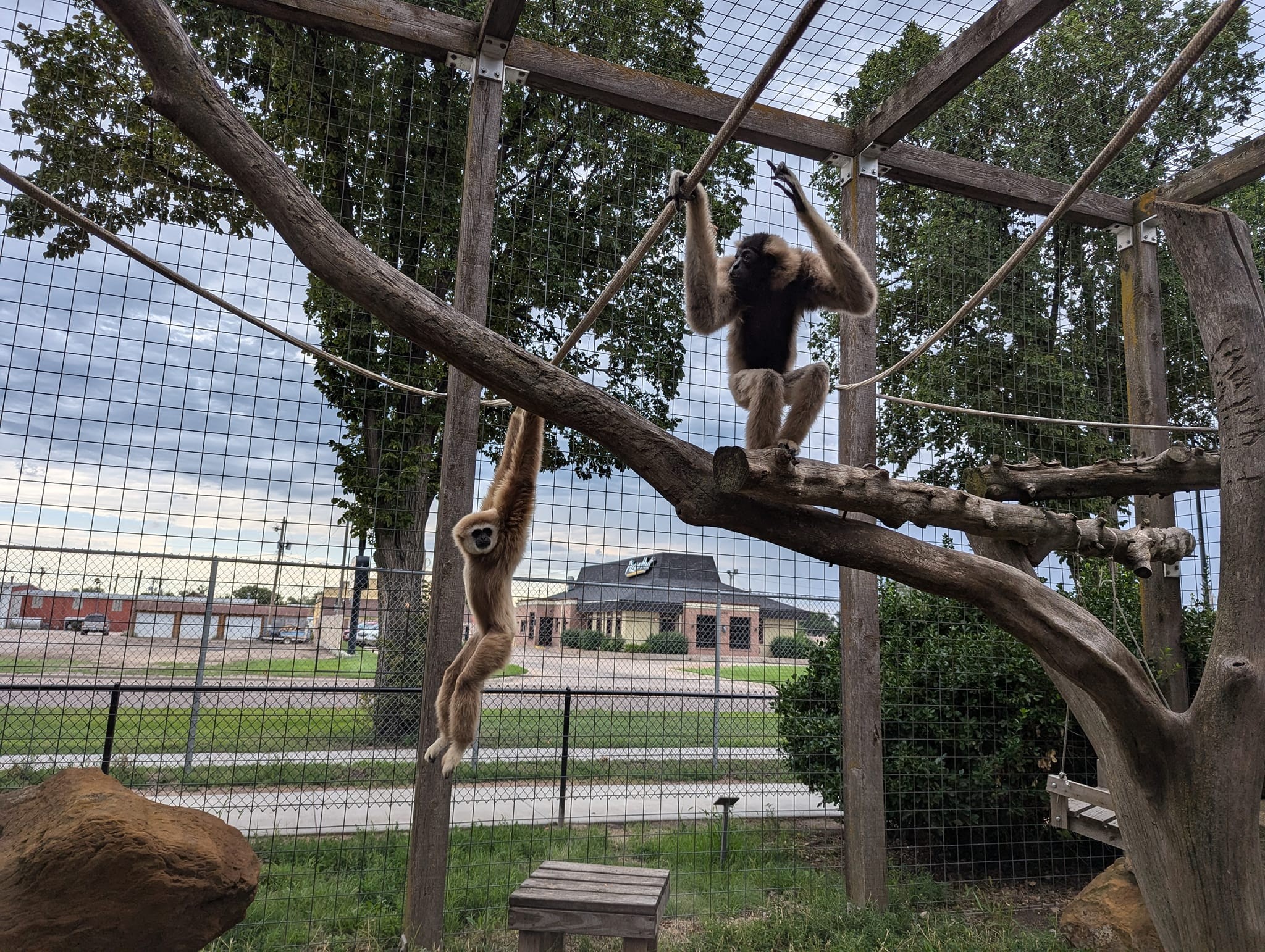 Pileated Gibbon